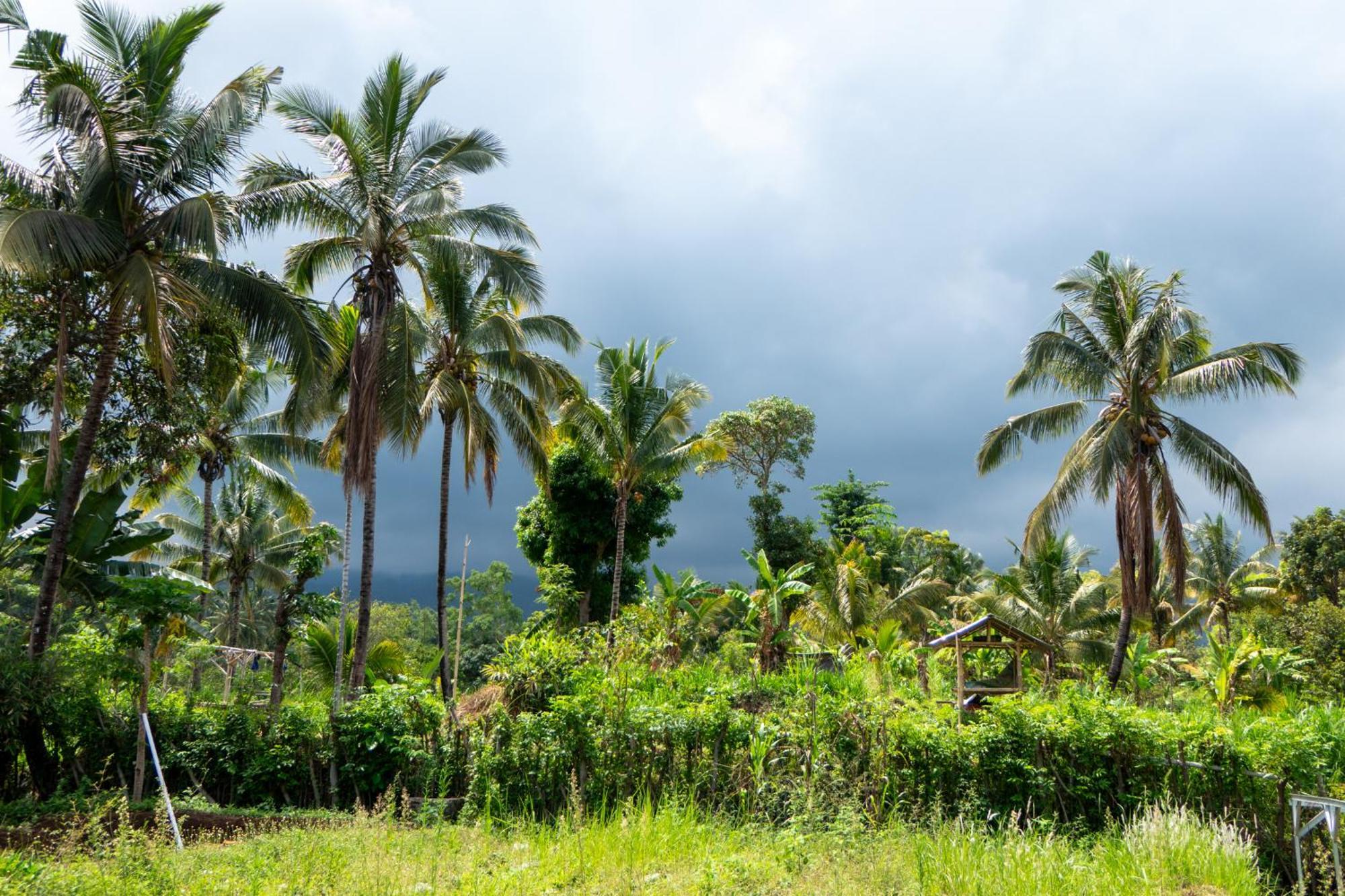 Rinjani Eco Villa Senaru Bayan ภายนอก รูปภาพ