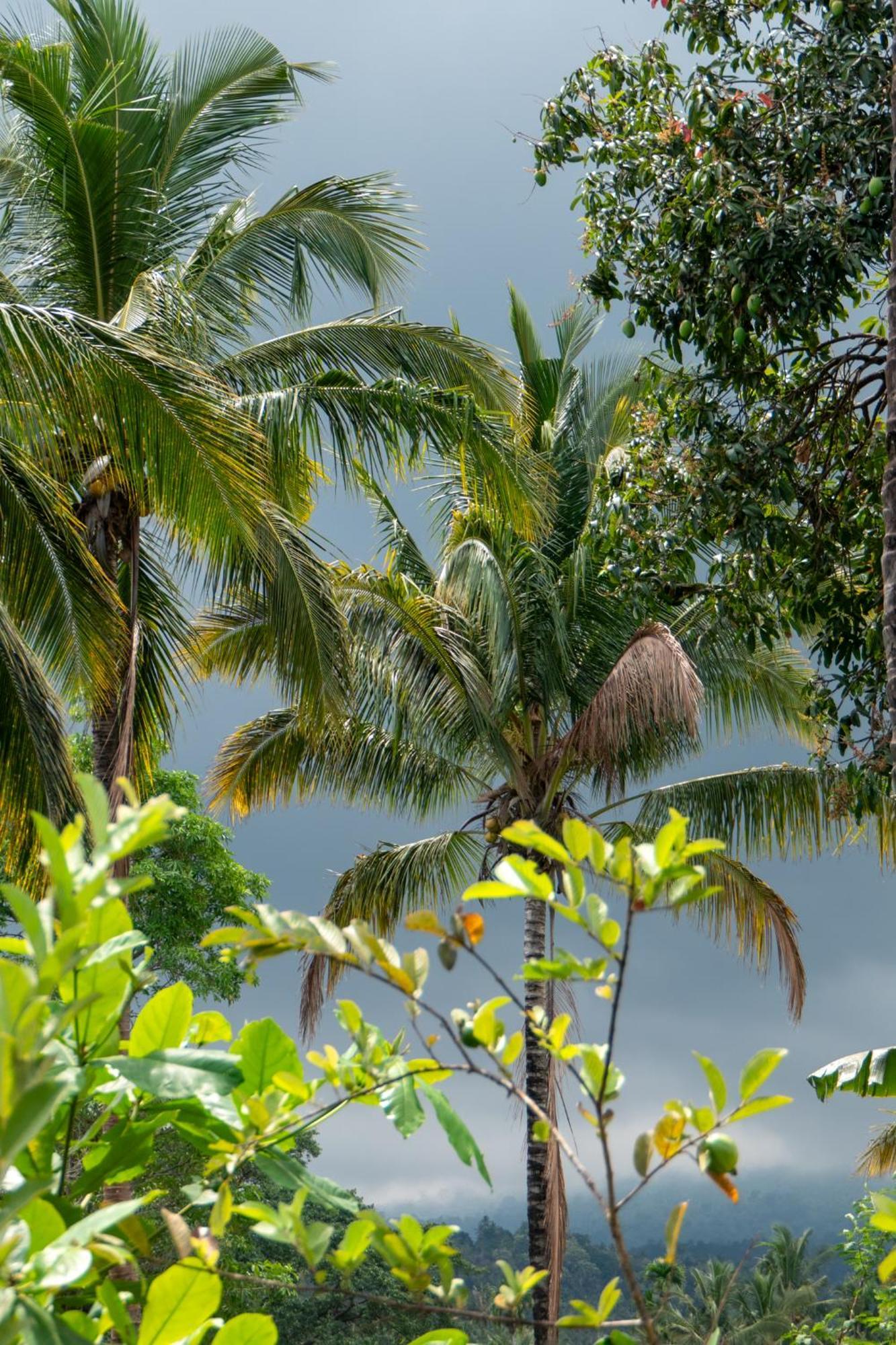 Rinjani Eco Villa Senaru Bayan ภายนอก รูปภาพ